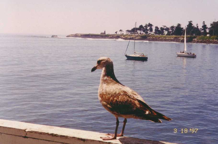 Santa Cruz